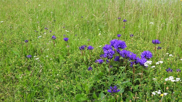 Zvonky na Husovce Zvonky na Husovce