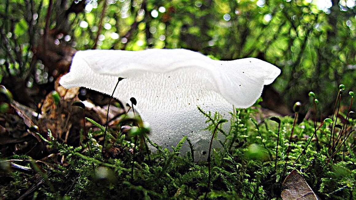 Houby a mechy 5 Houby a mechy 5