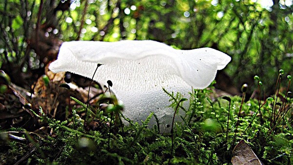 Houby a mechy 5 Houby a mechy 5