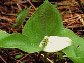 Calla Palustris