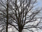 na�ezan� dub v Radostic�ch