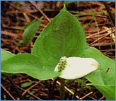 Calla palustris