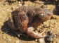 radiace