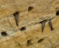 Břehule