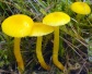 Hygrocybe ceracea