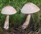 Leucoagaricus americanus