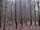 borová monokultura