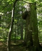 Smrčina