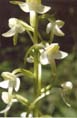 Vemeník zelenavý (Platanthera chlorantha) (foto: Vydrová Alena, 2003)
