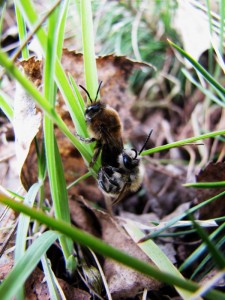 Samotářské včely - hedvábnice jarní
