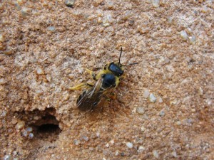 Samotářské včely - ploskočelka šestipásá