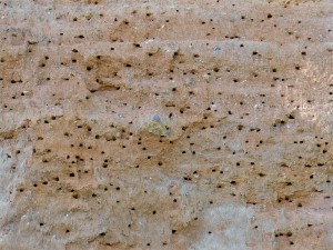 Hnízdní stěna samotářských včel