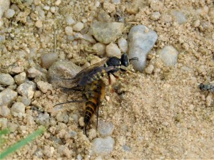 kutilka Oxybelus argentatus