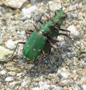 cicindela-campestris-pacovka2vyrez.jpg