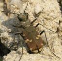 ledenice-rybnik-cicindela-silvicolaxvyrez.jpg
