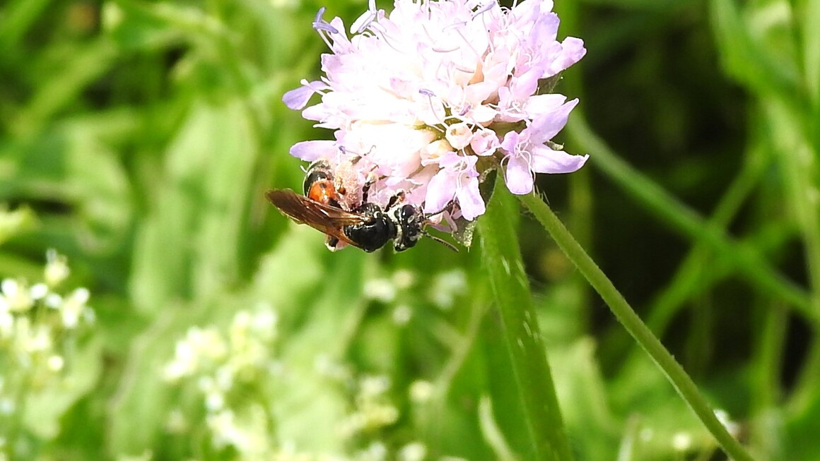 Pískorypka chrastavcová 2 Pískorypka chrastavcová 2