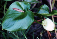 Calla Palustris