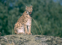 Lynx Lynx